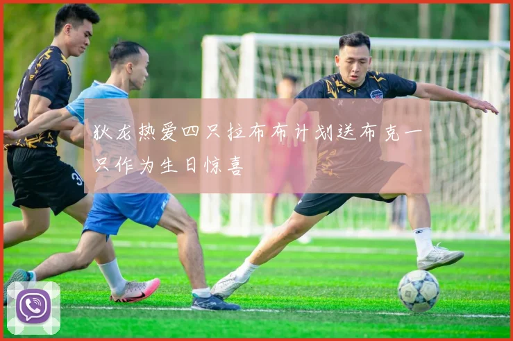 狄龙热爱四只拉布布计划送布克一只作为生日惊喜